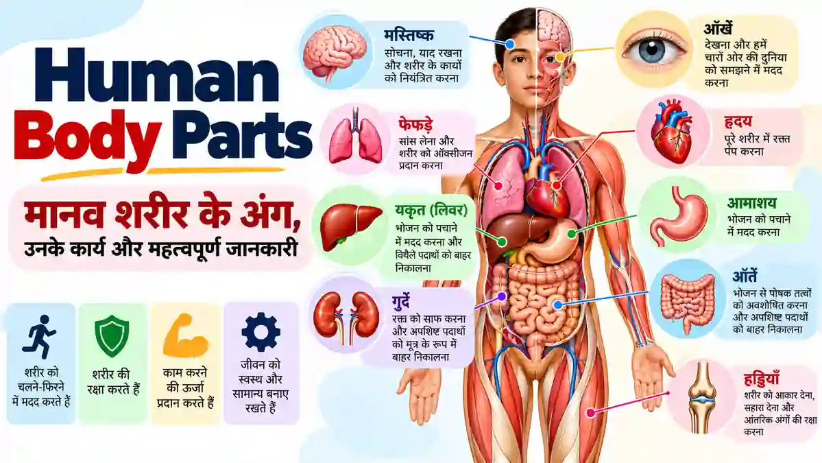 Human Body Parts – मानव शरीर के प्रमुख अंग और उनके कार्य
